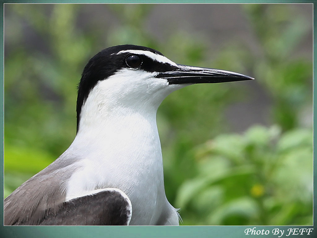 (褐翅燕鸥)两探乌屿