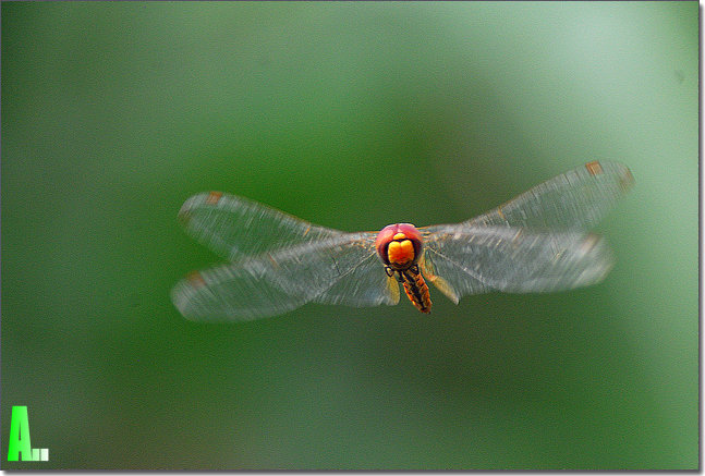 手持拍摄飞蜻蜓
