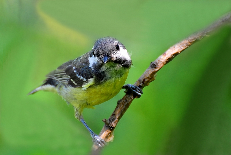 黄腹山雀幼鸟图片