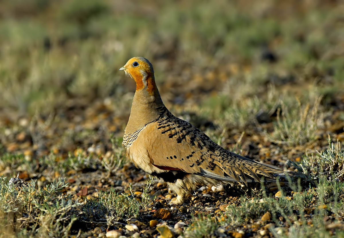 新疆毛腿沙鸡 - 河北版 hebei 鸟网
