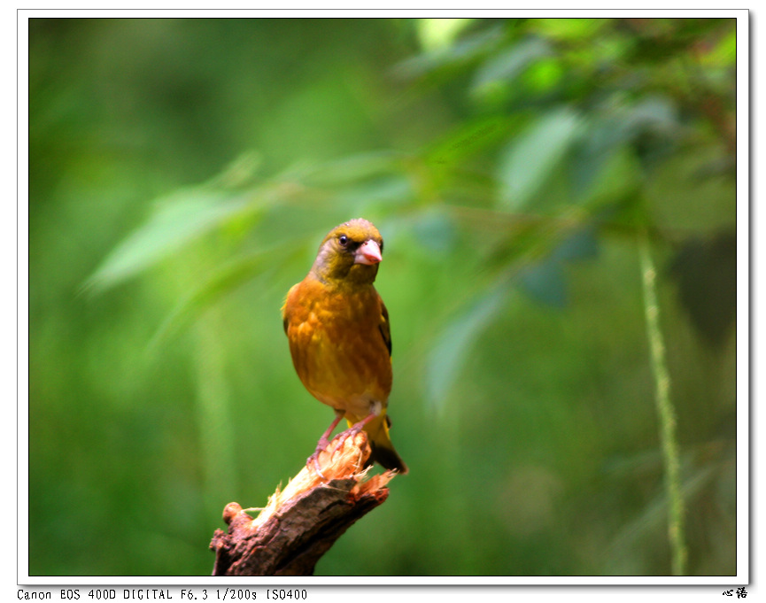 金翅雀一組. - 林鳥版 forest birds 鳥網