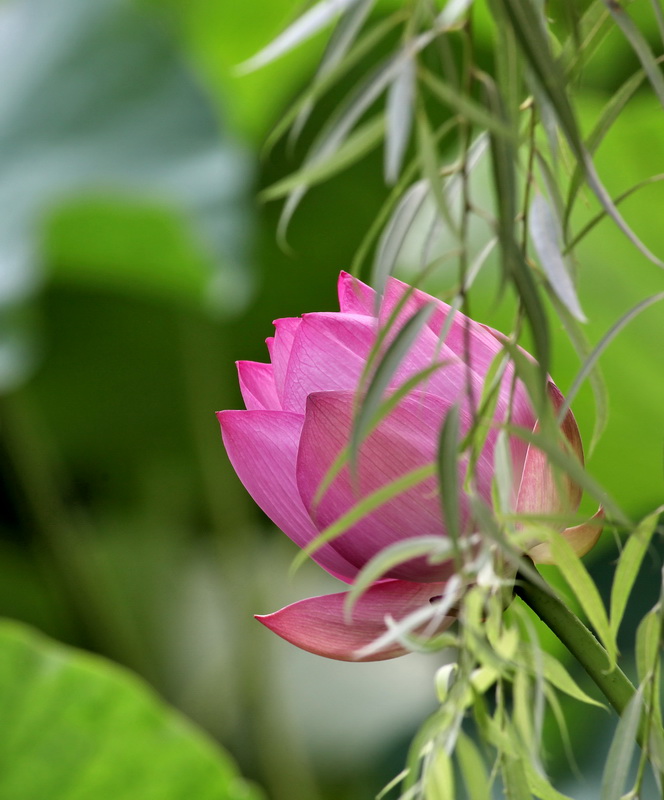 柳暗花明