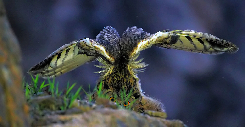 雕鸮仲夏夜之梦雕枭