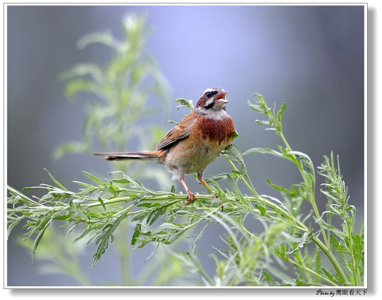 鸣叫的三道门 - 辽宁版 liaoning 鸟网