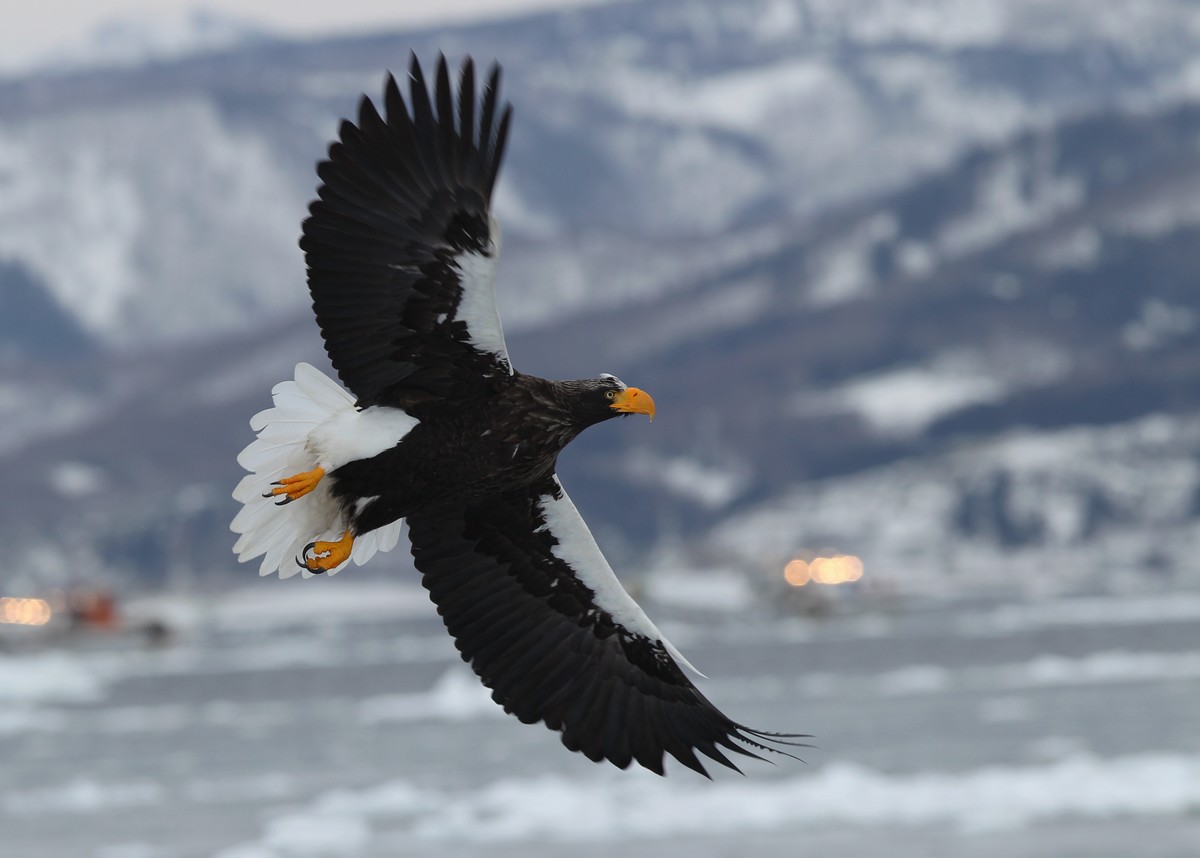 虎头海雕组照虎头海雕北海道顾晓军