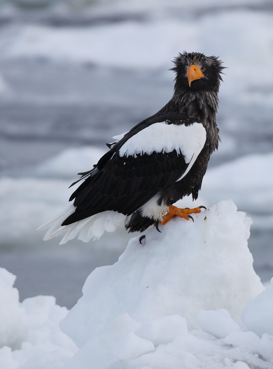 虎头海雕组照虎头海雕北海道顾晓军