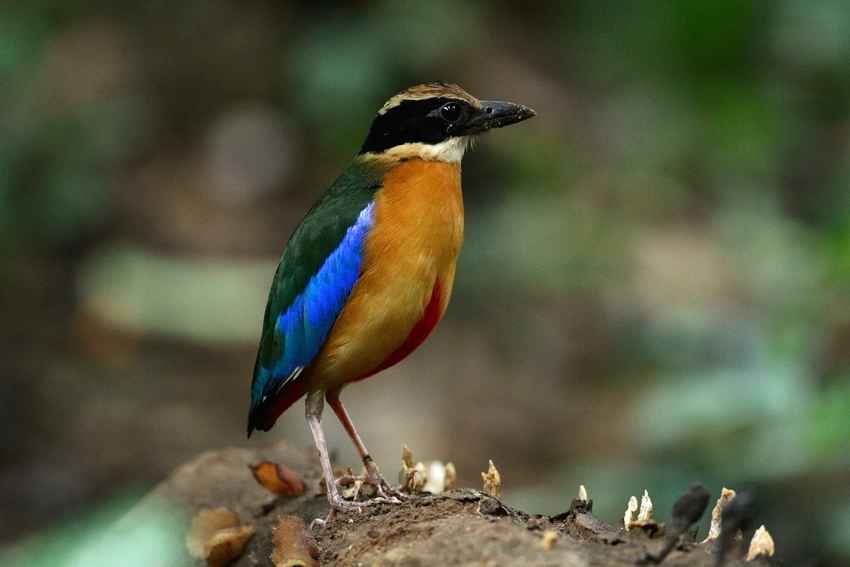 蓝翅八色鸫 blue-winged pitta