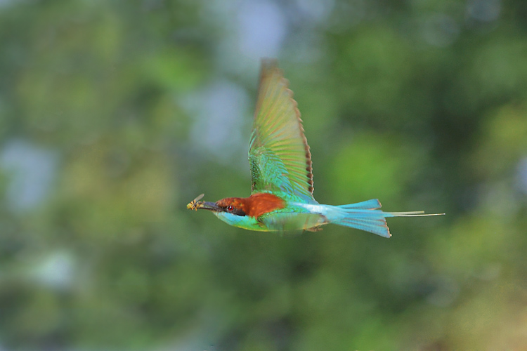 多姿多彩蓝蜂虎