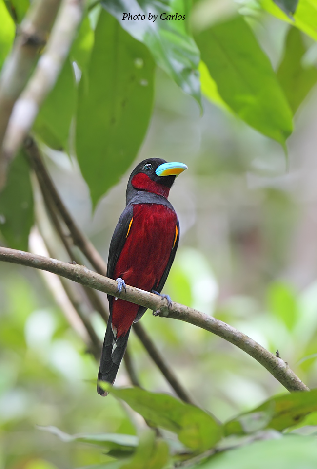 (黑红阔嘴鸟)黑红阔嘴鸟