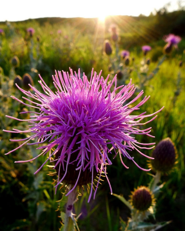 科尔沁草原的白蓟花