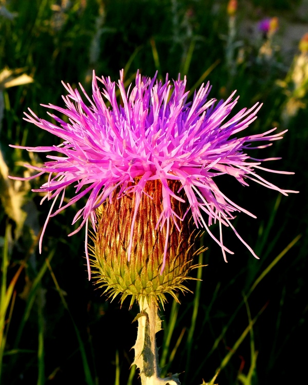 科尔沁草原的白蓟花