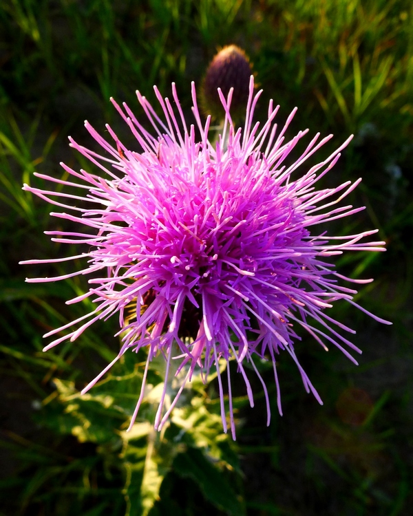 科尔沁草原的白蓟花