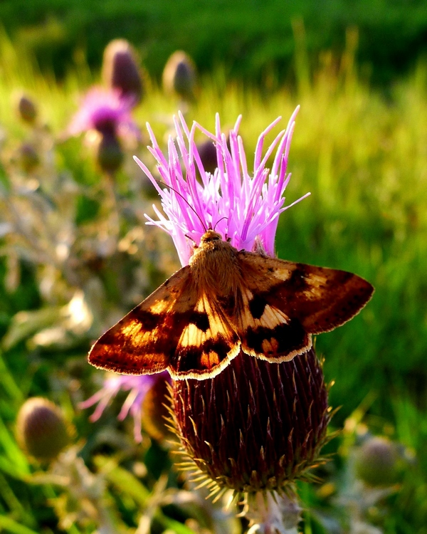 科尔沁草原的白蓟花