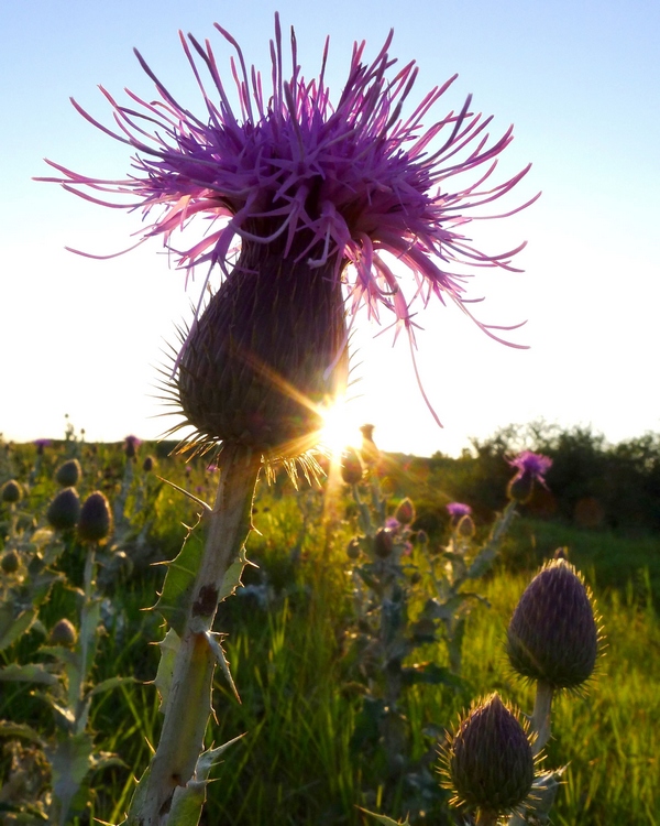 科尔沁草原的白蓟花