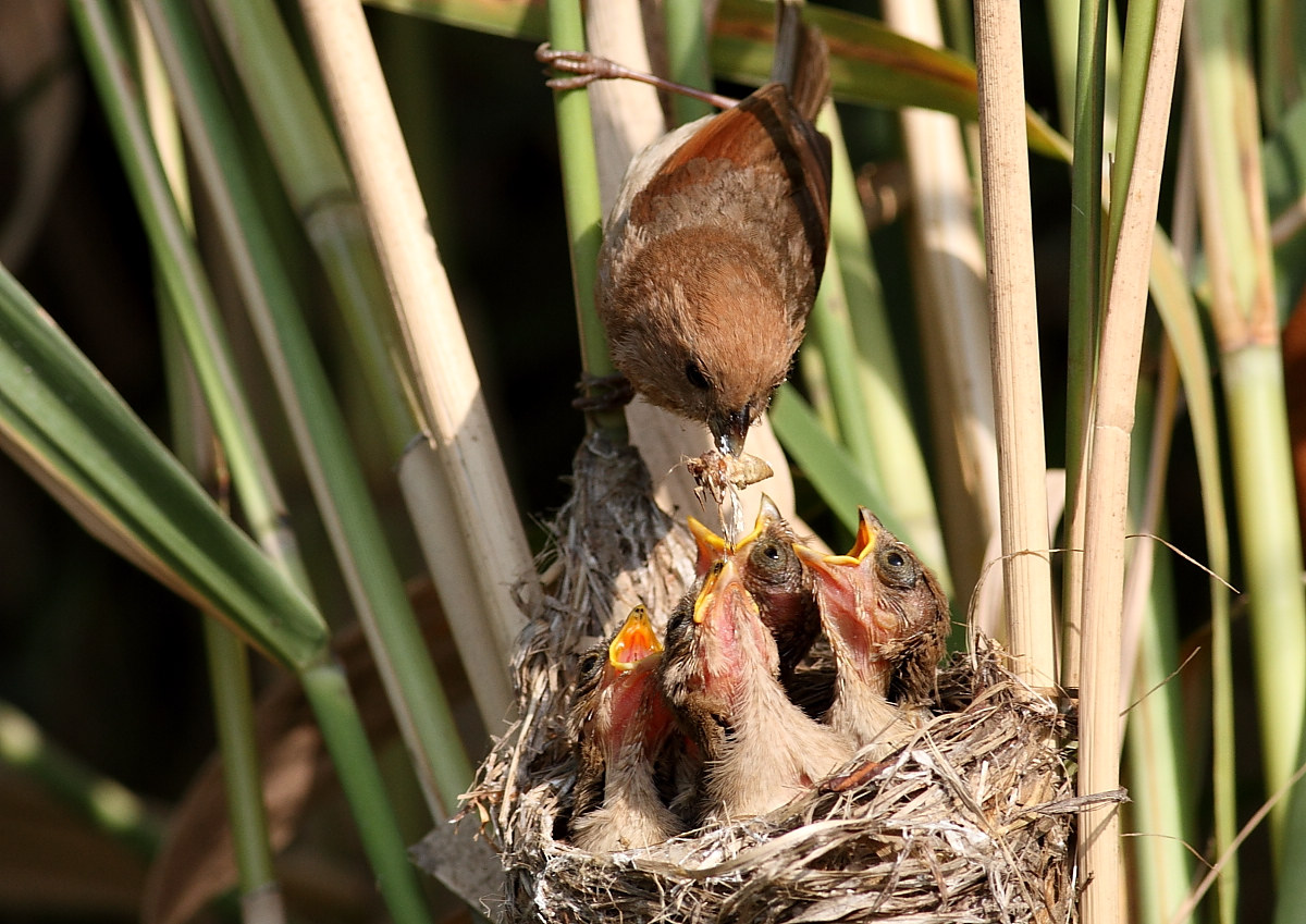 衡水湖棕头鸦雀哺育幼鸟1200大图