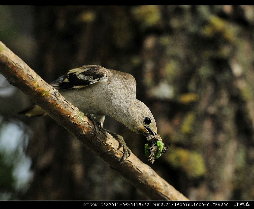 北椋鸟及其它小鸟