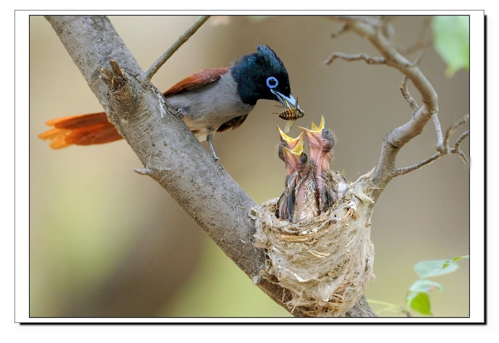 记录寿带鸟那艰难的哺育