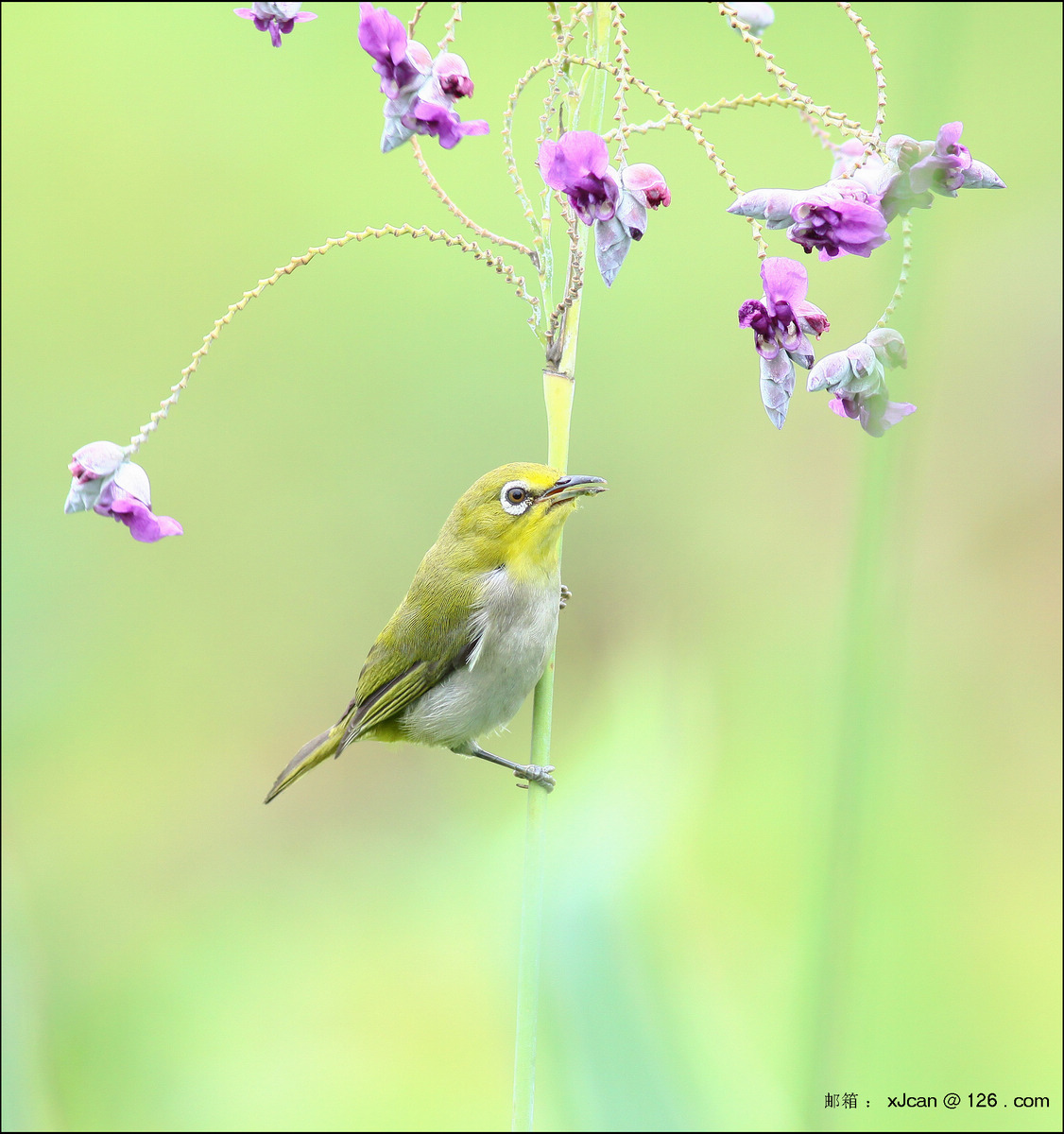 夏日花鸟小图(暗绿绣眼鸟)