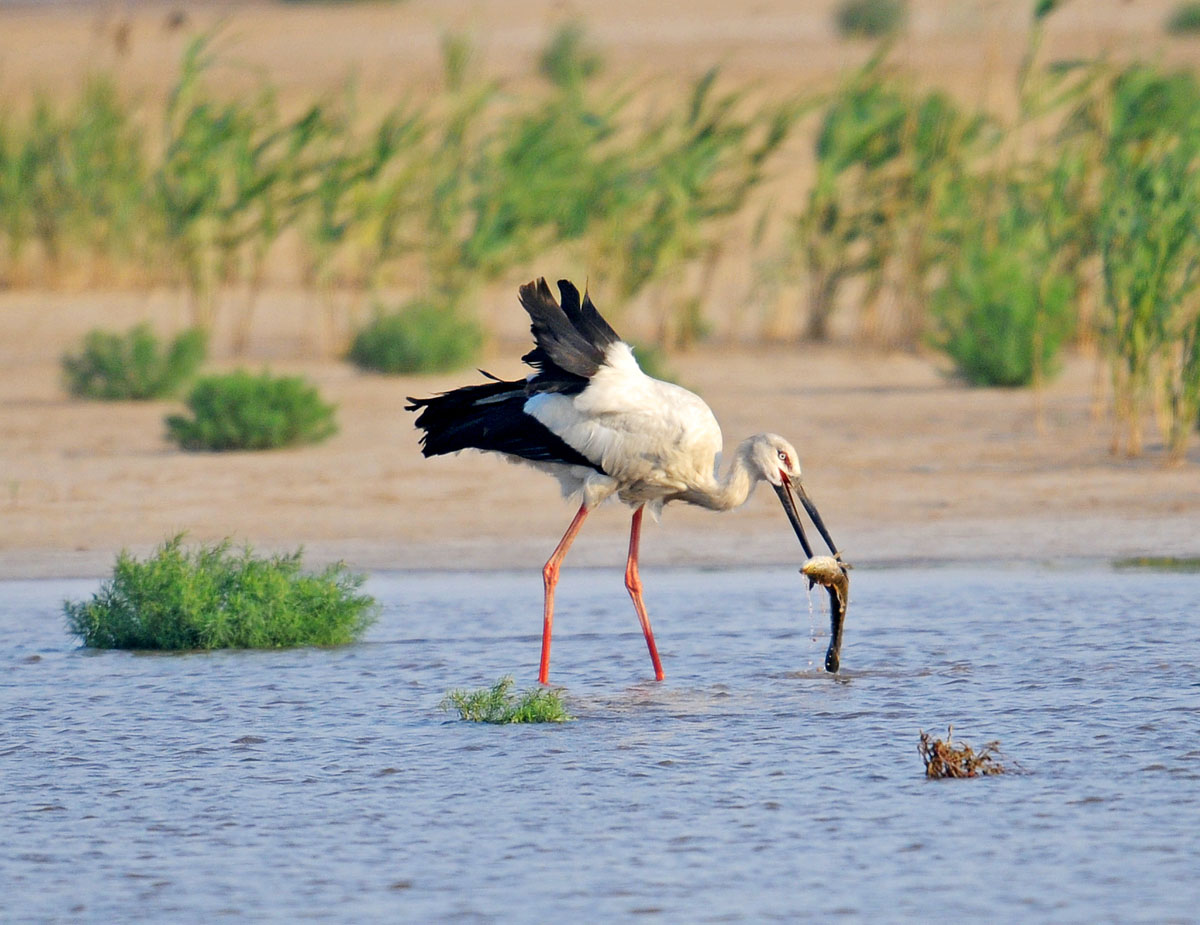 捕食—东方白鹳—山东—黄河口湿地 - 鸟网2011中国国际野生鸟类摄影