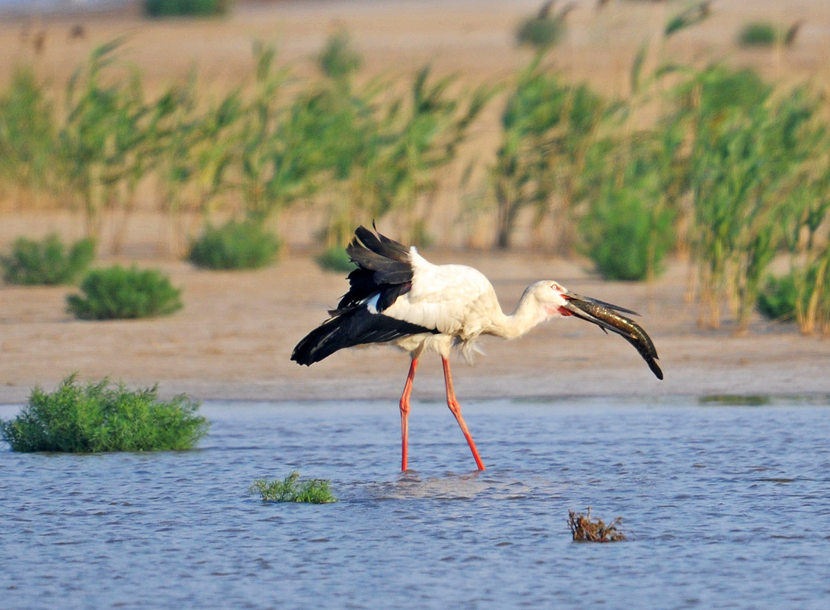 捕食—东方白鹳—山东—黄河口湿地 - 鸟网2011中国国际野生鸟类摄影