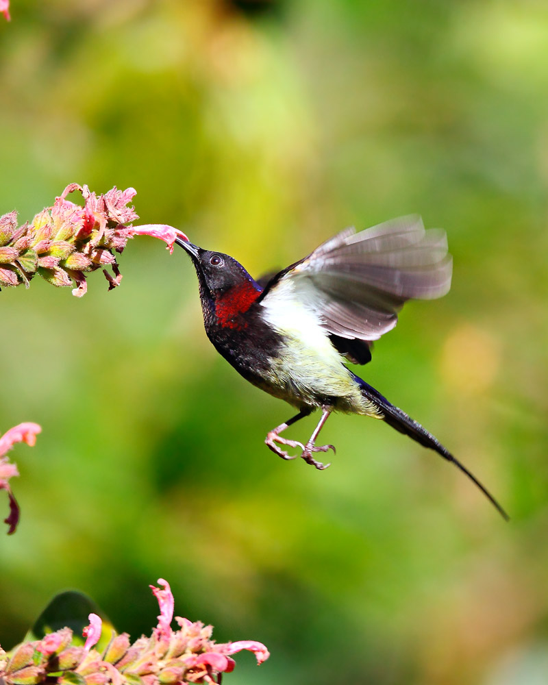 黑胸太阳鸟飞在高黎贡山组图黑胸太阳鸟云南黄昏