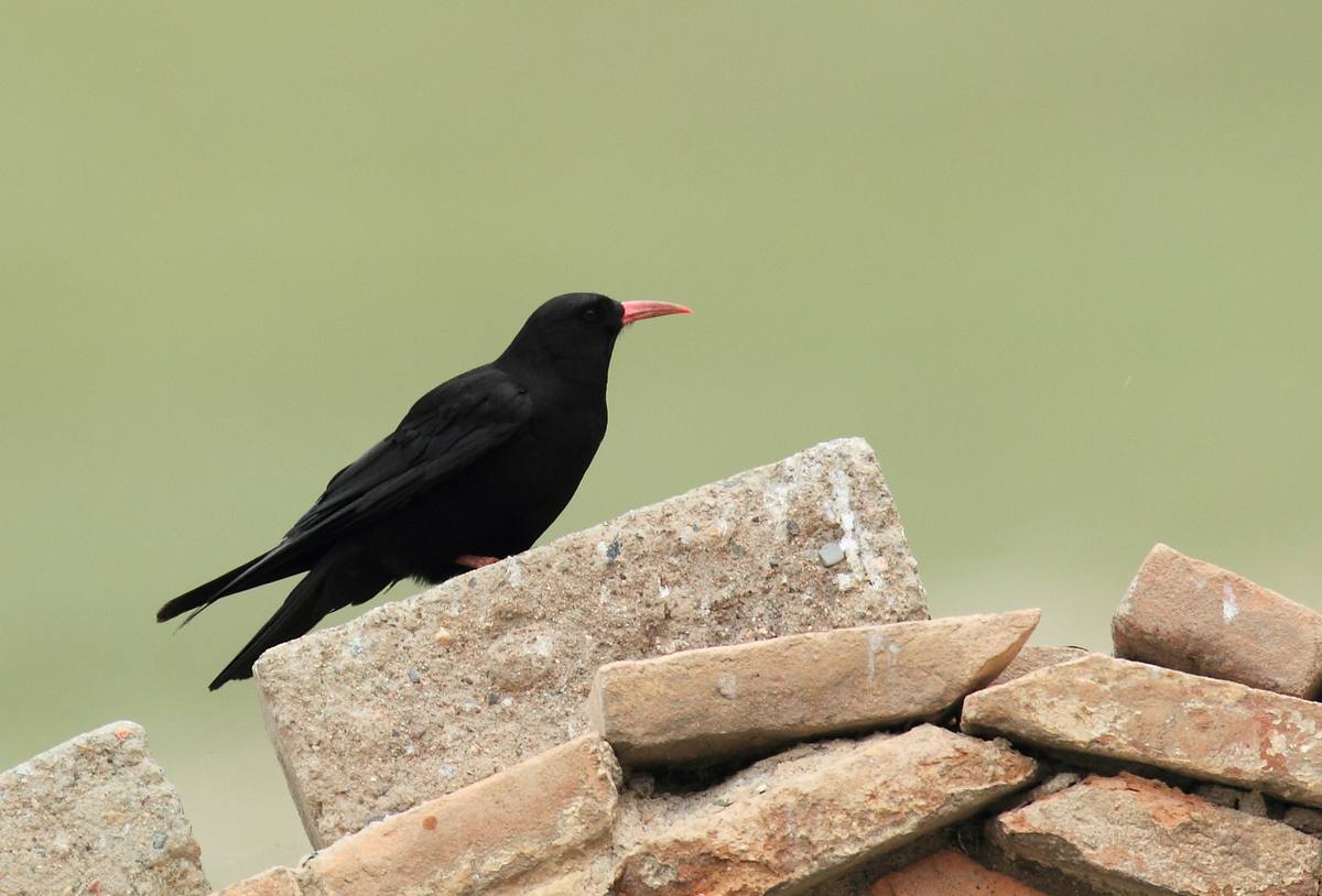 新疆拍鸟---几种鸦科的鸟