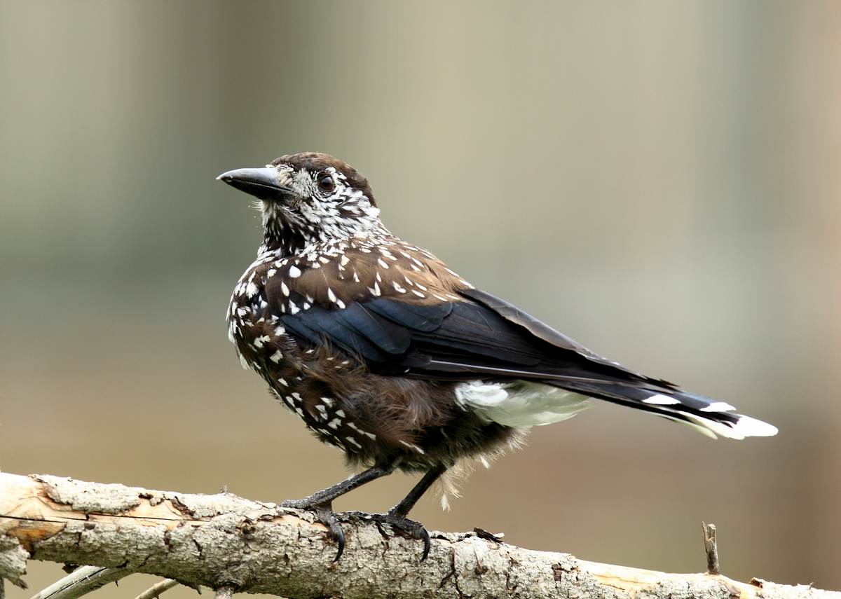 新疆拍鸟---几种鸦科的鸟