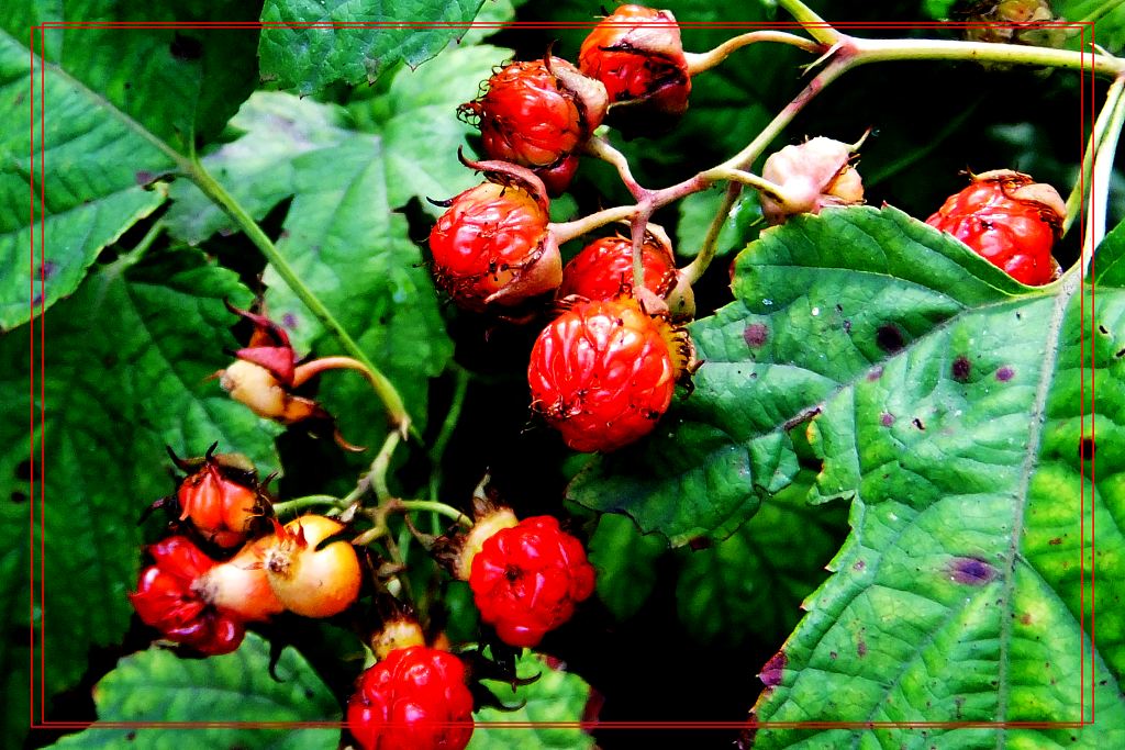 野生覆盆子小托盘