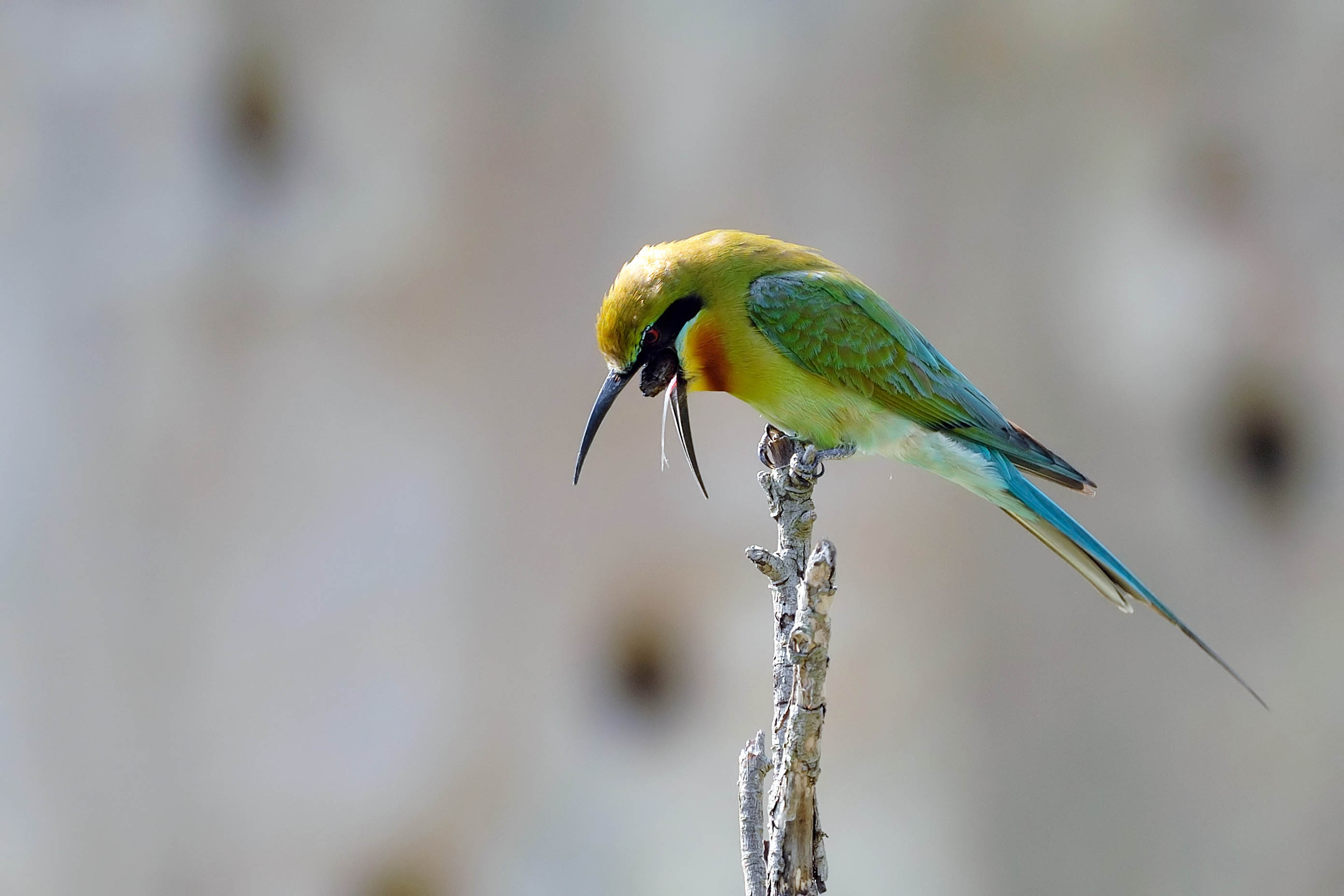 吐故—栗喉蜂虎—福建—风行影记