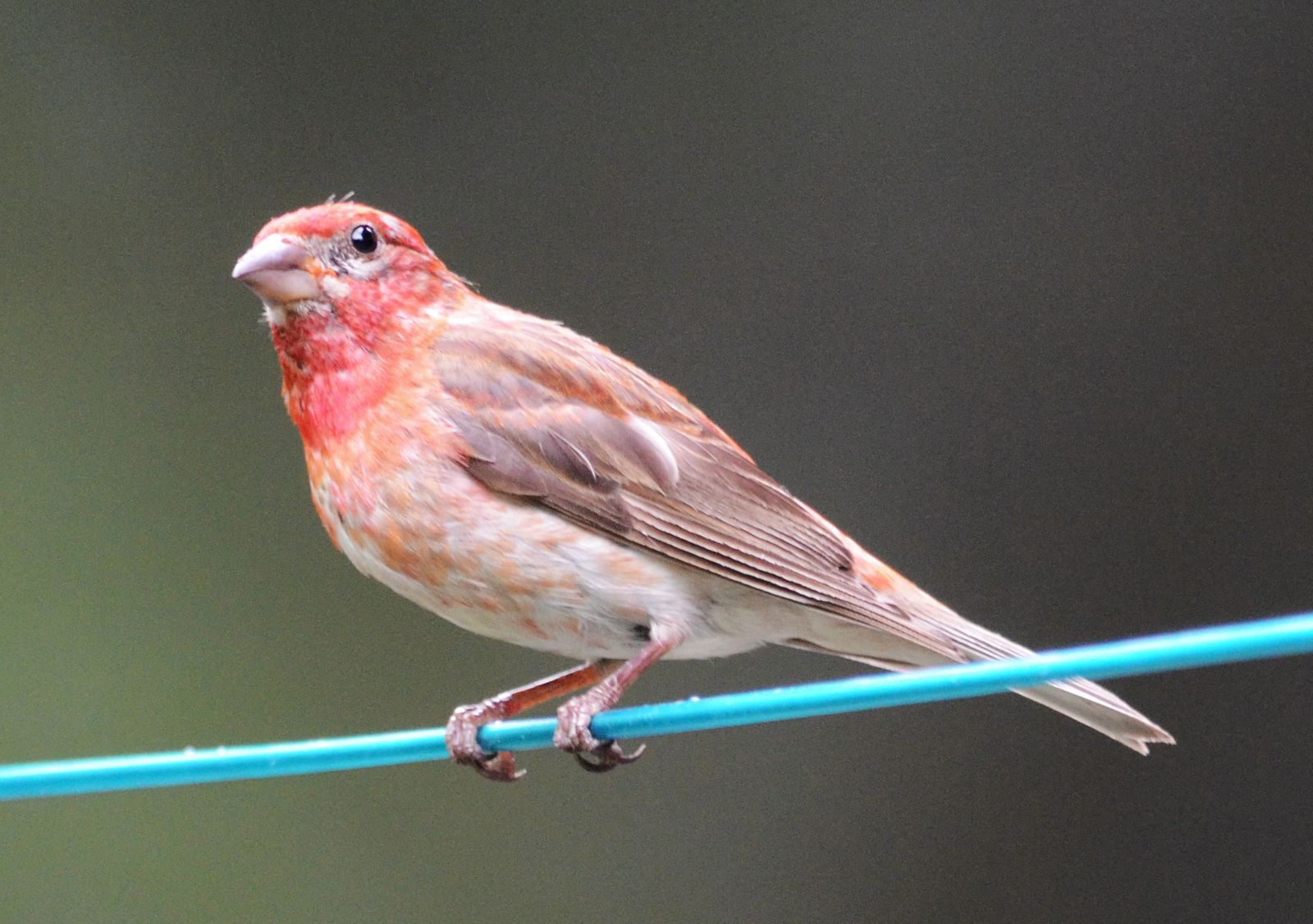 红雀redfinch