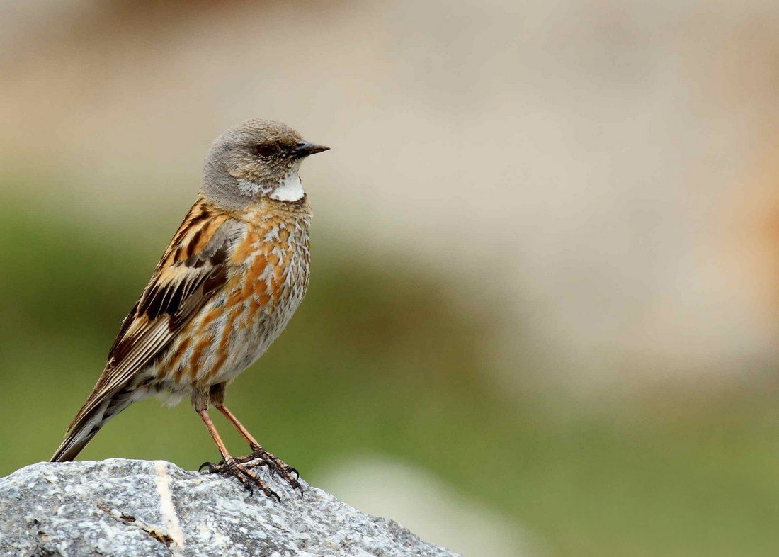 高原岩鹨.摄于3700米中国一号冰川