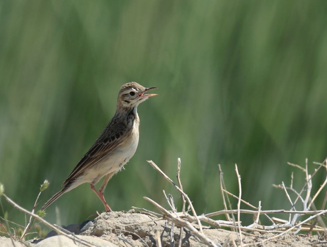 新疆拍鸟鹨和鹀