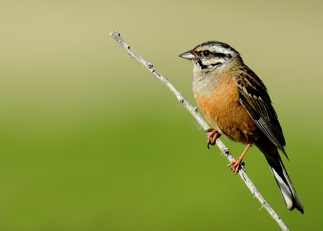 新疆拍鸟鹨和鹀