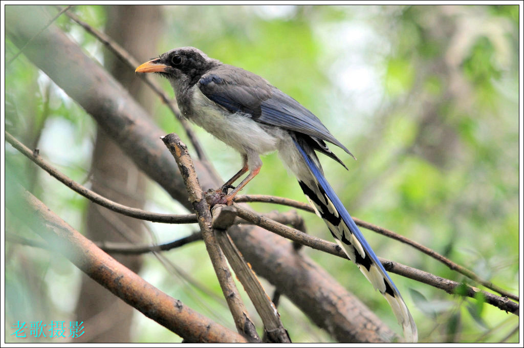 这是黄嘴蓝鹊吗