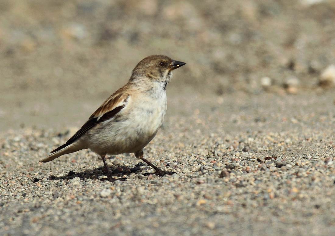 白斑翅雪雀,摄于巴音布鲁克