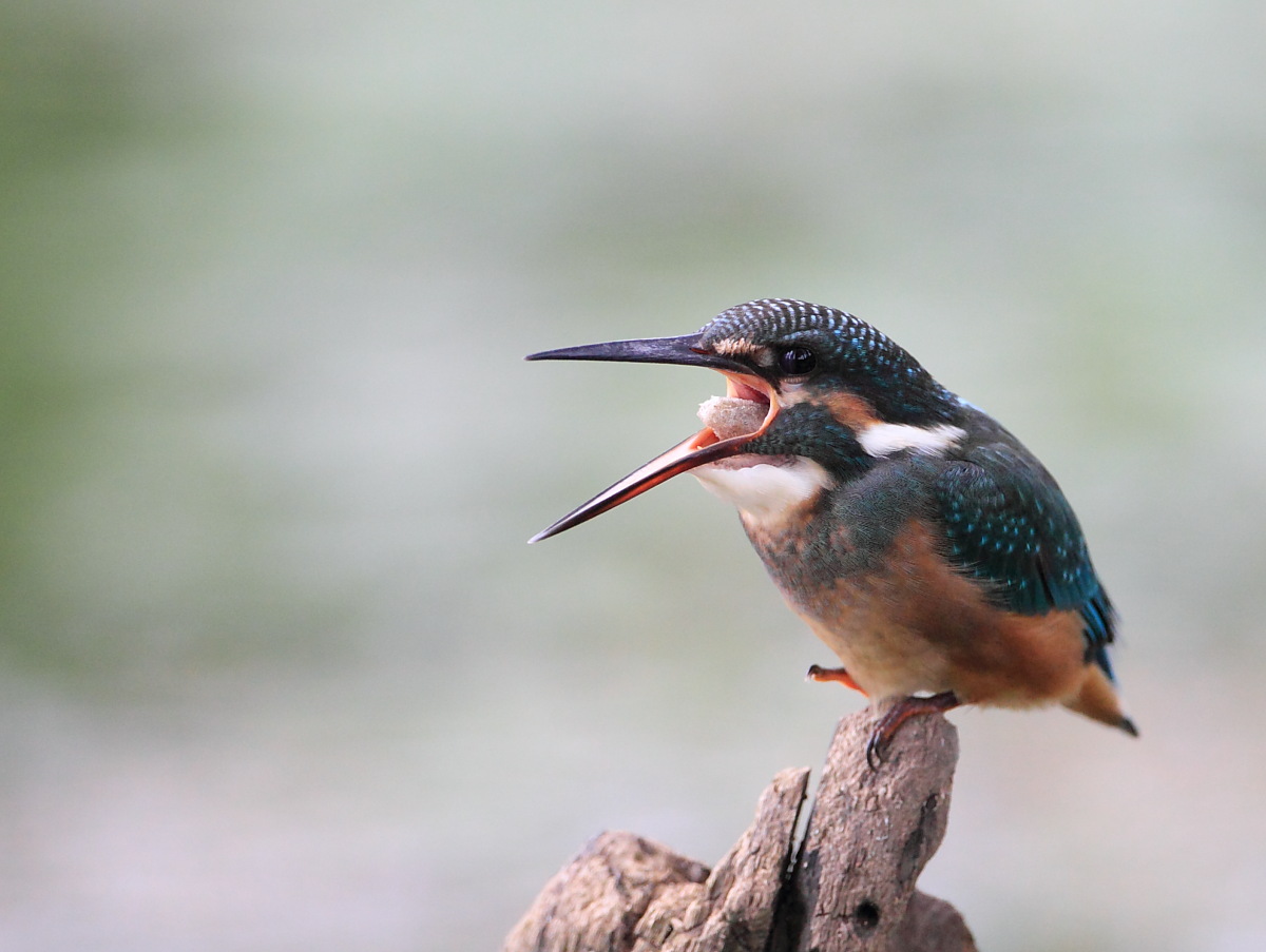 普通翠鸟组照(吐丸,吃红鱼等)