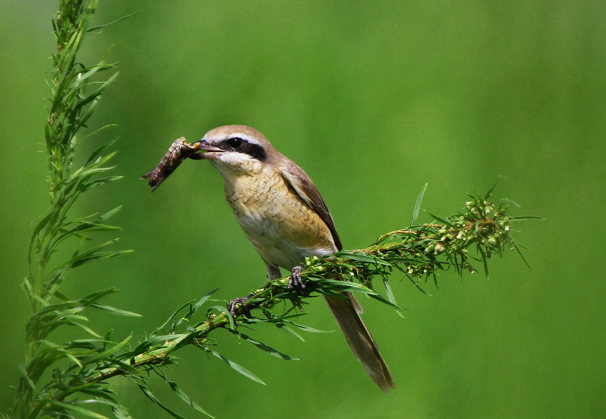 红尾伯劳吃蝗虫