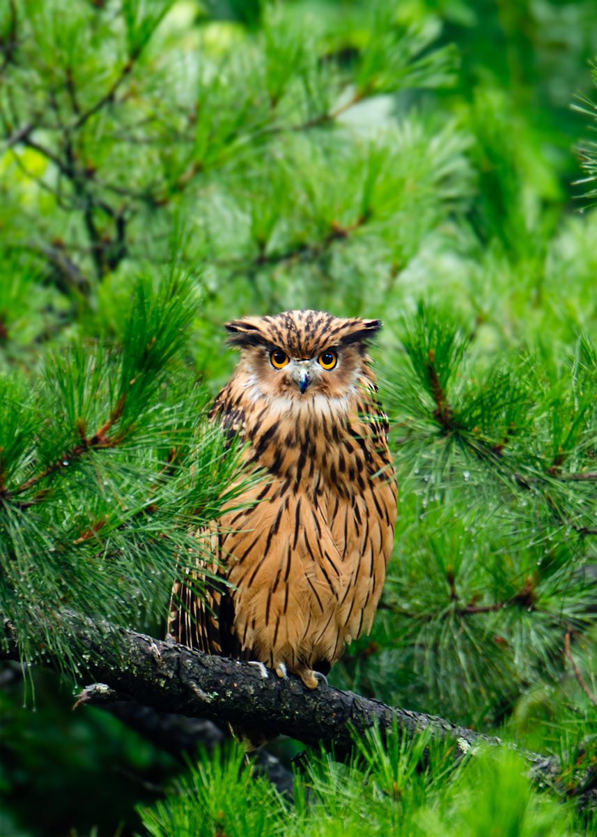 黄腿渔鸮黄脚鱼鸮