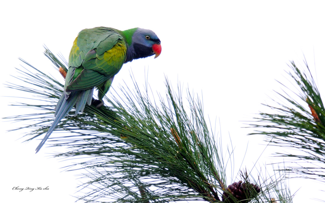 大紫胸鹦鹉psittaculaderbiana