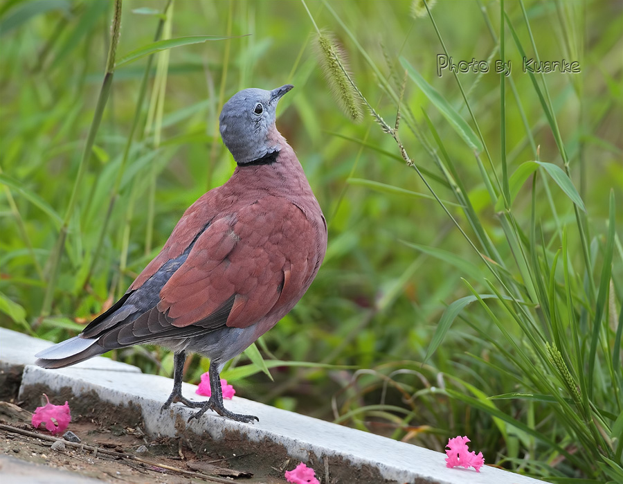 阴雨天偶遇火斑鸠