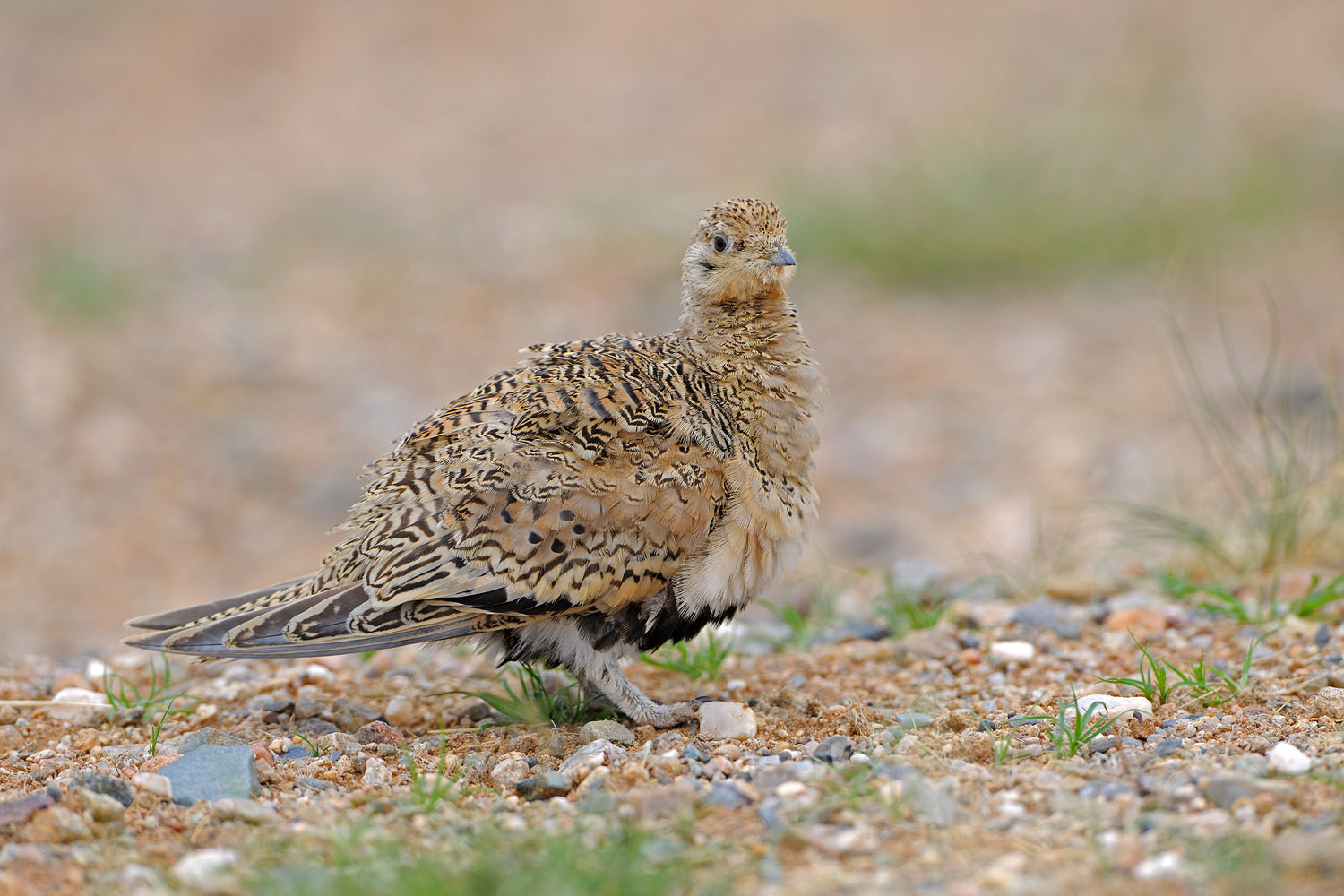 毛腿沙鸡一组毛腿沙鸡