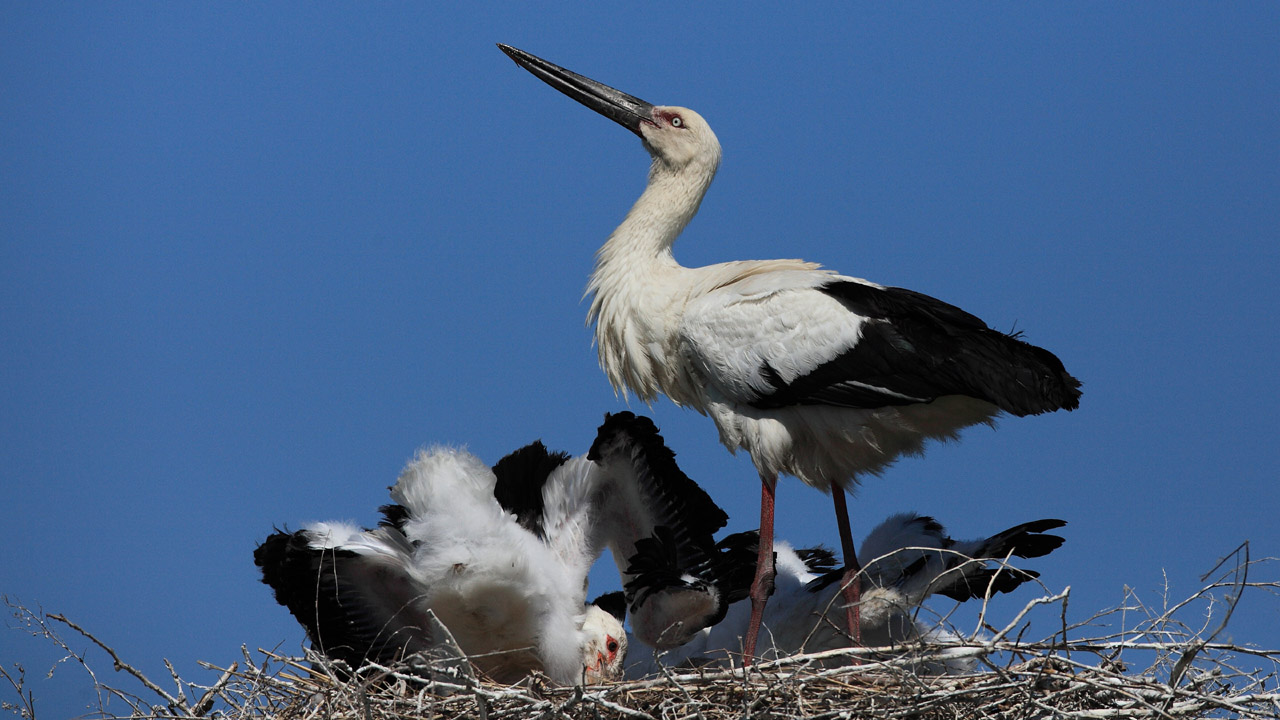 东方白鹳幼崽