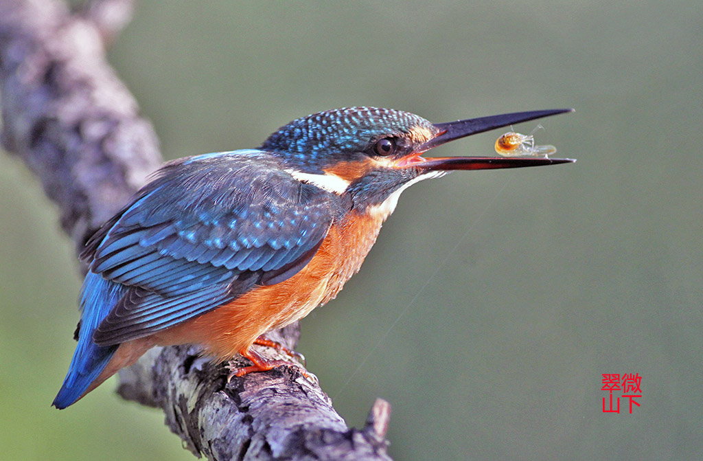 胖子吃虾瘦子吃鱼西部翠鸟风采二