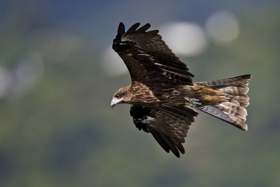黑耳鸢抓鱼-----香港