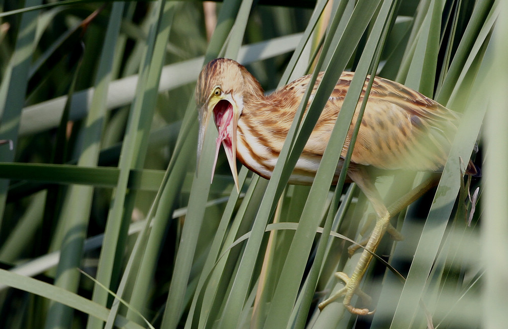 一组张大嘴巴的黄尾鳽
