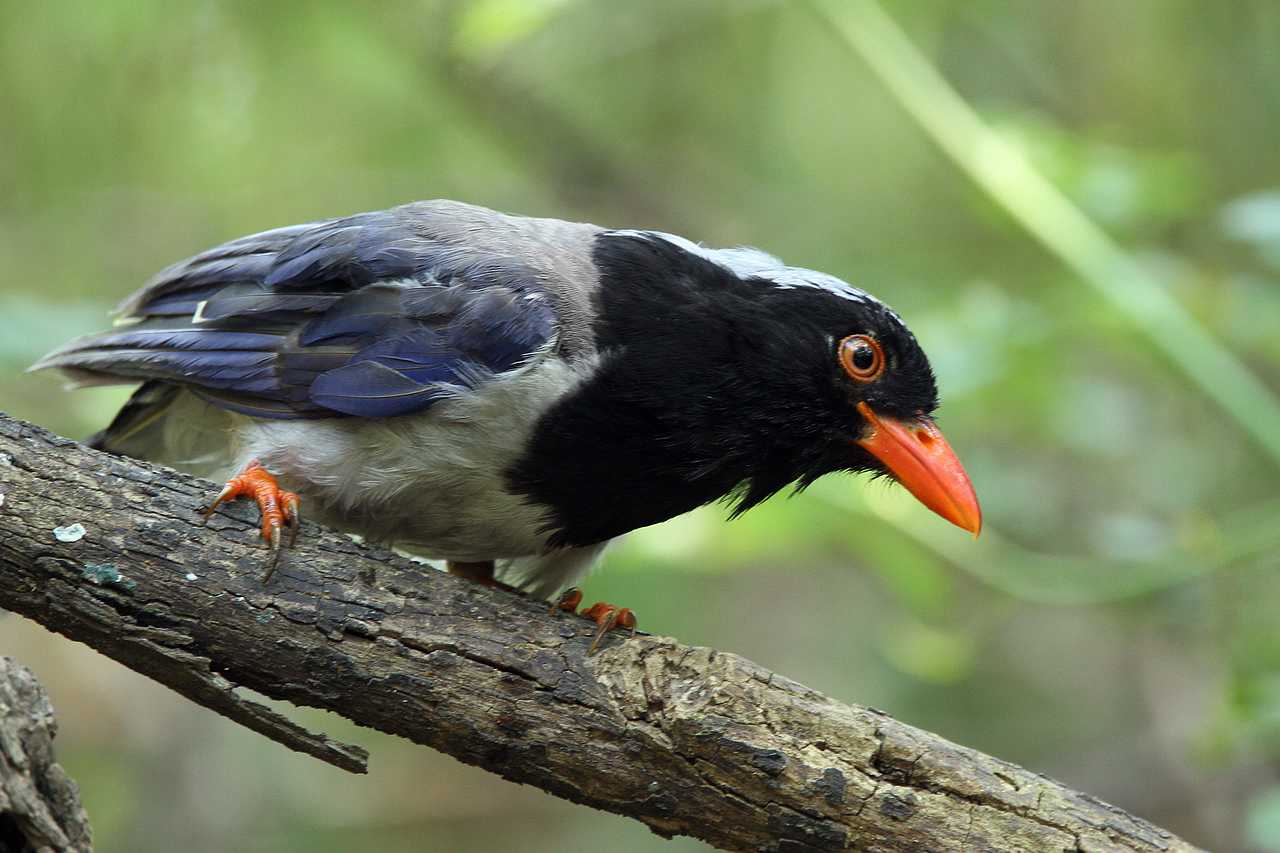 闲拍的几只红嘴蓝鹊