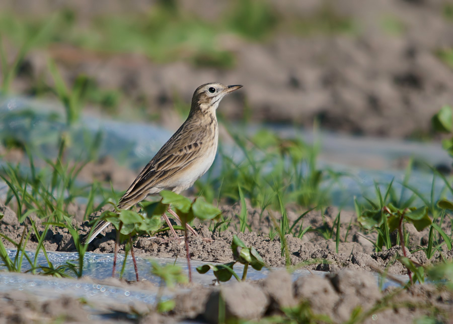 棉花地里的某鹨理氏鹨平原鹨