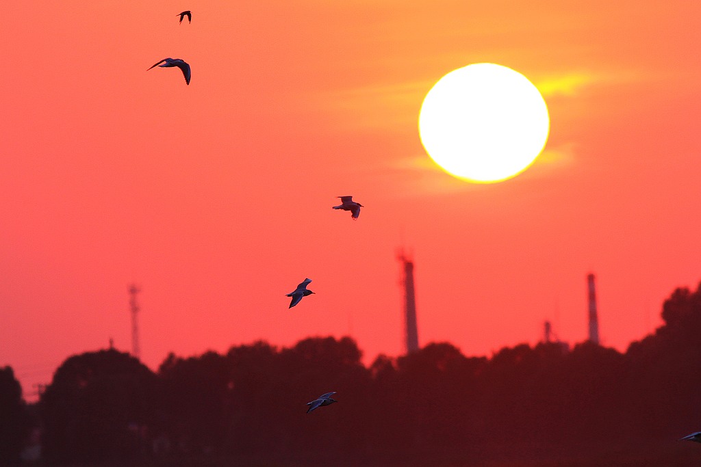 夕阳飞鸟