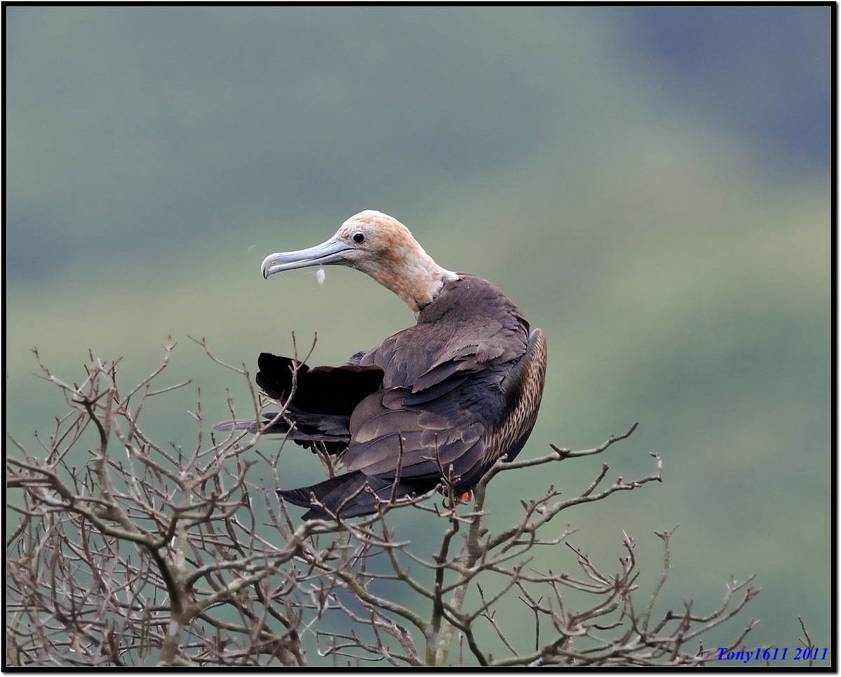 白斑军舰鸟白斑军舰鸟