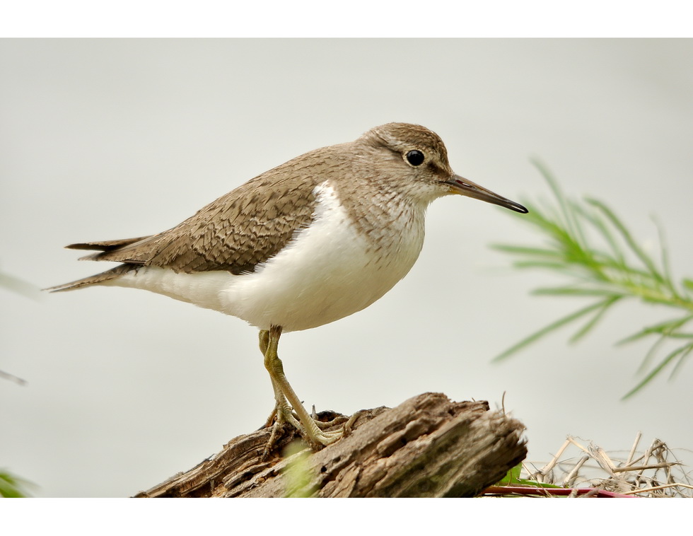 论坛 69 主题区 69 水鸟版 69 矶鹬